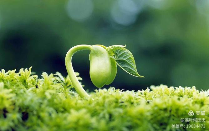 让阅读和写作的种子悄悄生长